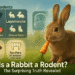 Is a Rabbit a Rodent