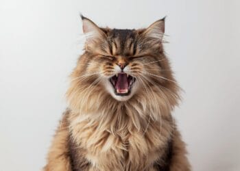 Cat is Sneezing a Lot