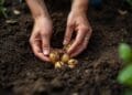 How to Plant Potatoes
